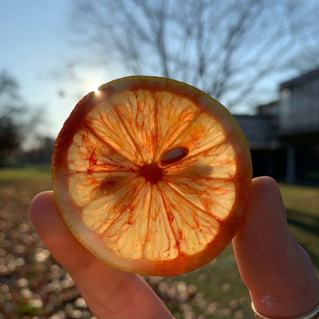 Bild aus dem Chemischen Fotokalender: Zitronenscheibe