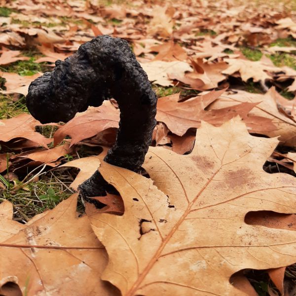 Bild aus dem Chemischen Fotokalender: Verbrannte Masse zwischen Herbstlaub