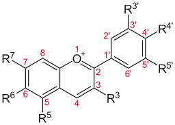 Chemische Struktur von Anthocyanin