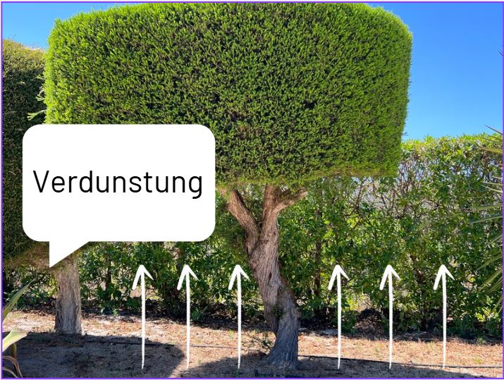 Bild eines Baumes in der Sonne, mit Pfeilen vom Boden nach oben, in einer Sprechblase steht: "Verdunstung"
