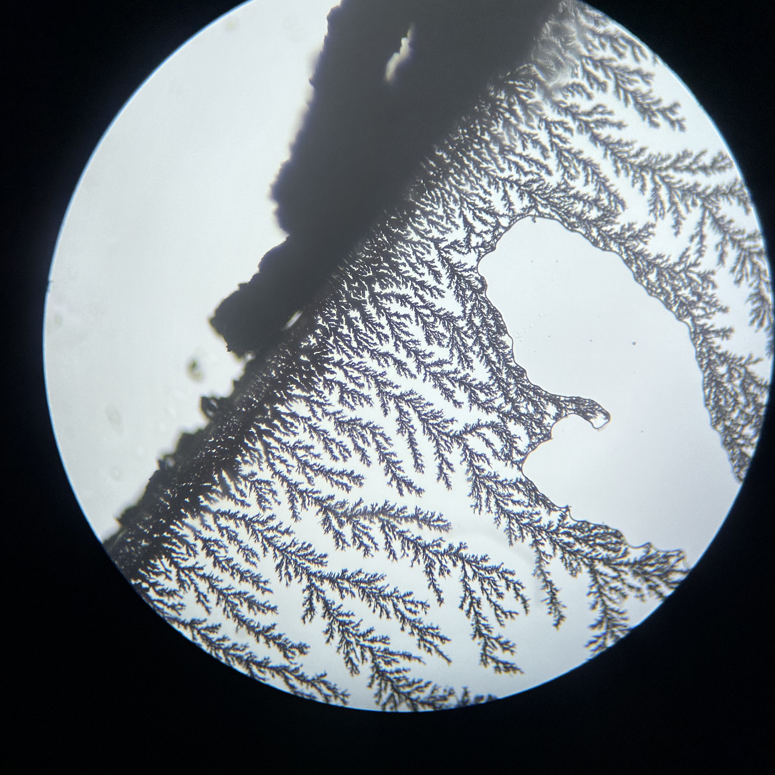 Bild aus dem Chemischen Fotokalender: Mikroskopaufnahme einer verzweigten Struktur