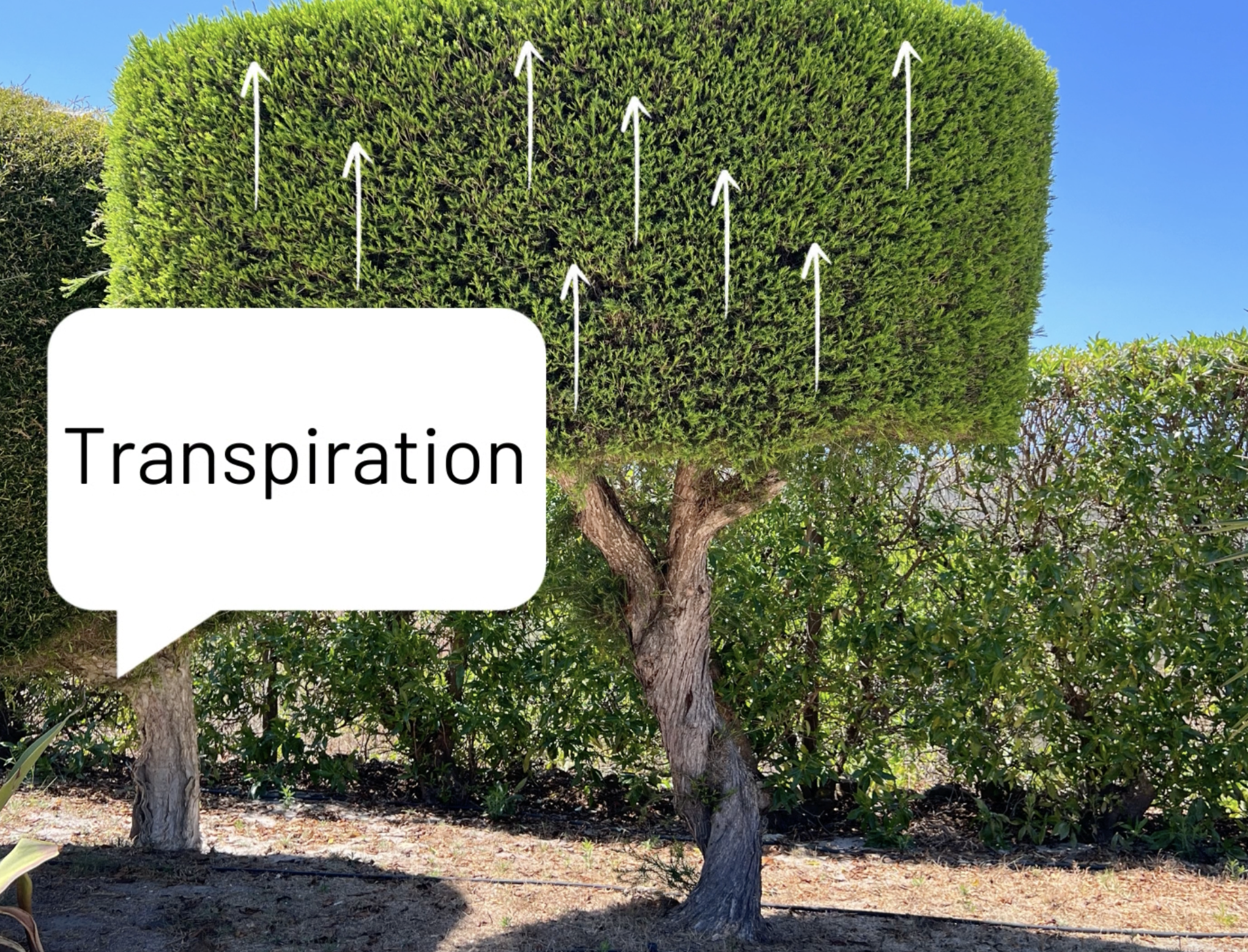 Bild eines Baumes in der Sonne, mit Pfeilen von den Blättern nach oben, in einer Sprechblase steht: "Transpiration"