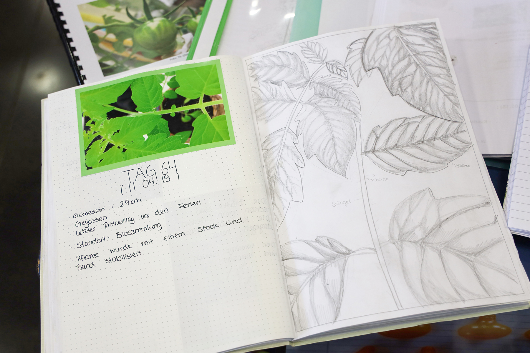 Protokoll Tomatenprojekt