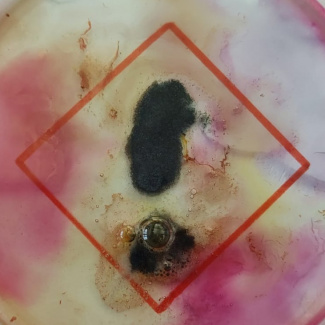 Bild aus dem Chemischen Fotokalender: Bunte Flüssigkeit, die aussieht wie ein Gefahrenpiktogramm