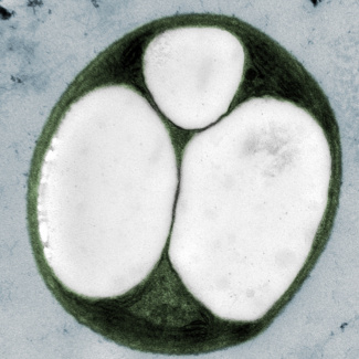 modifiziertes Cyanobakterium