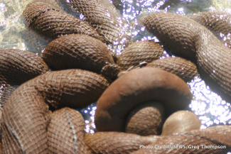 Mit Öl vollgesogene braune Sorbenzien