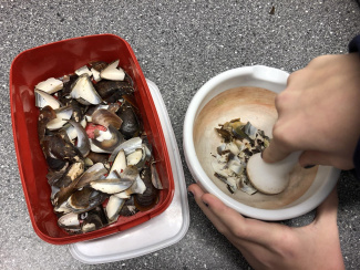 Die Schalen werden zerkleinert